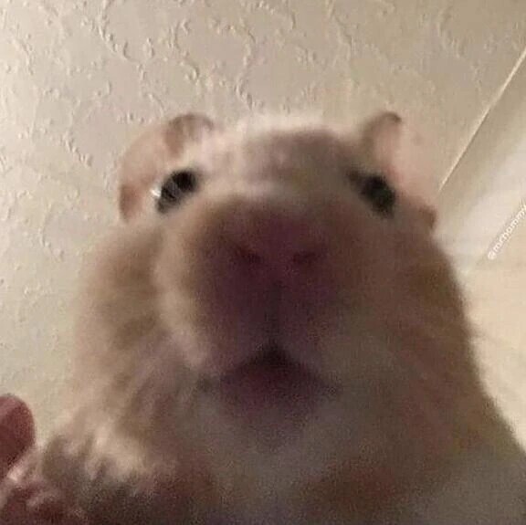 おはよお✋
