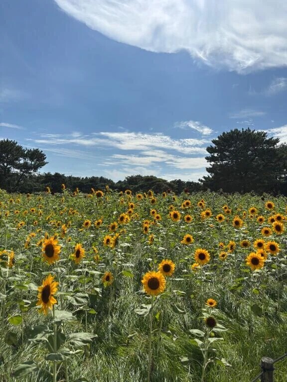 復帰🌻