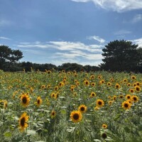 復帰🌻