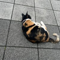 かりな