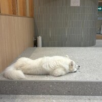癒し効果抜群🐶🌟