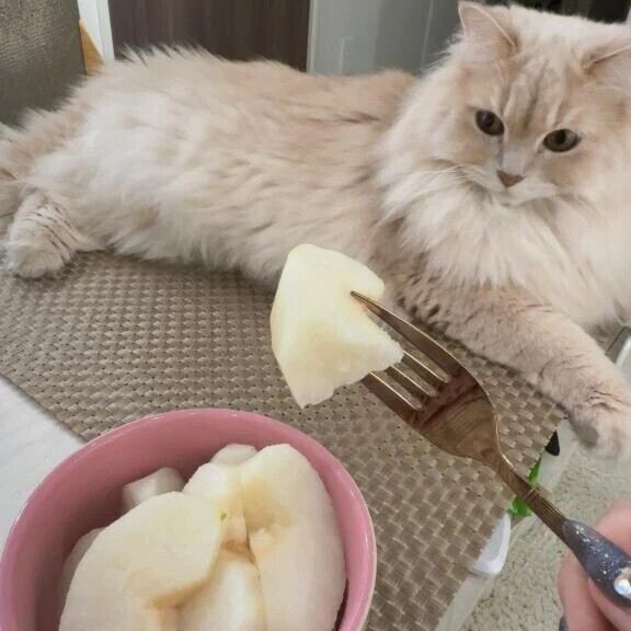 秋と猫