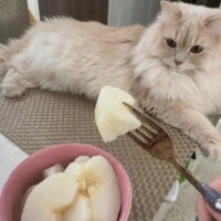 秋と猫
