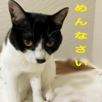やっちまいました……