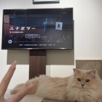 猫がでかいのかテレビが小さいのか