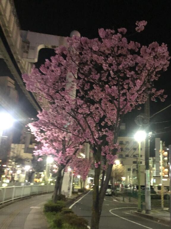 ?咲いた?