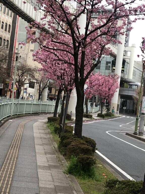 ?咲いてた?