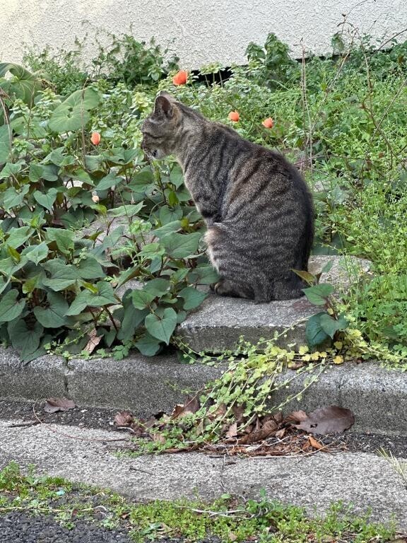はーとのちょこ。