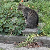 ちづる