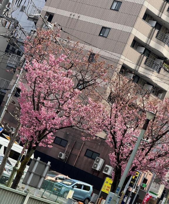 桜?の見えるお?屋さん