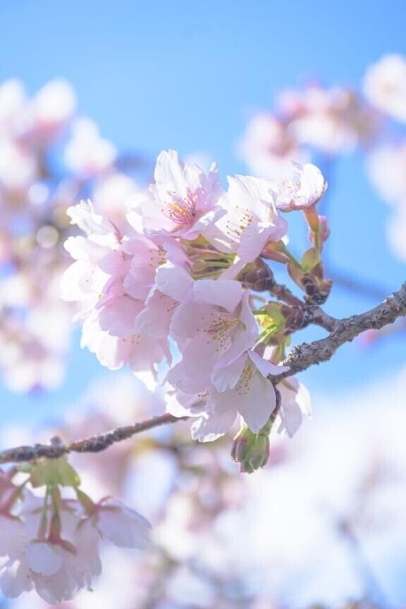 桜並木を歩きながら?*･