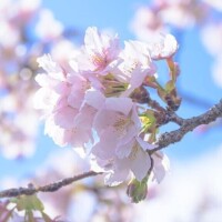 桜並木を歩きながら?*･