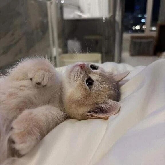 🌙
