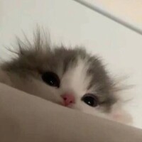 人気姫ひな