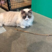 🩶⬆️この猫さんみたいになっている🩶