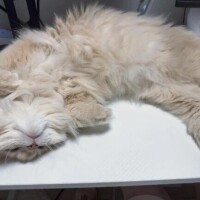 明日は出勤します。