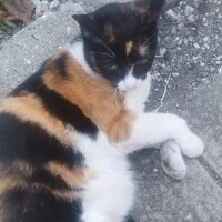 ゆな