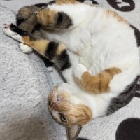 お休みします