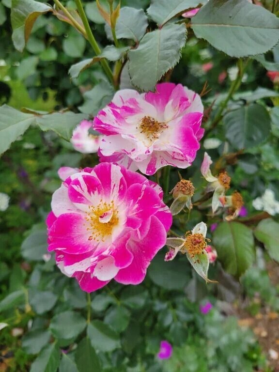 おはようございます🩷