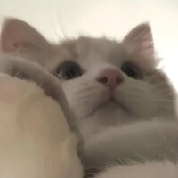 人気姫ひな
