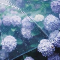 紫陽花と…