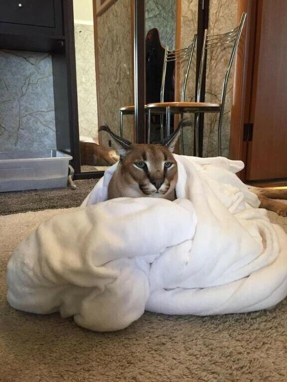 今日もお疲れ様です