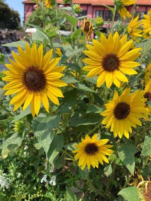 好きな花