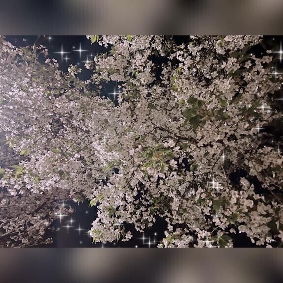 桜🌸