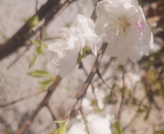 お花見