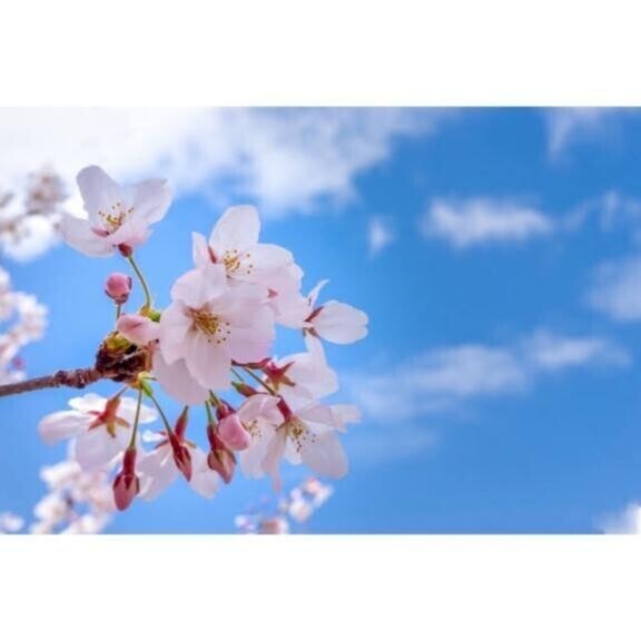 次の出勤🌸