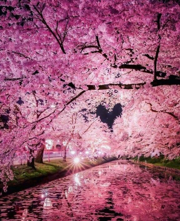 夜桜