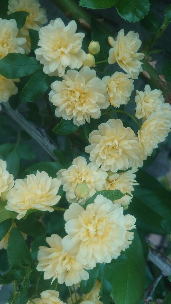 こんばんは♡