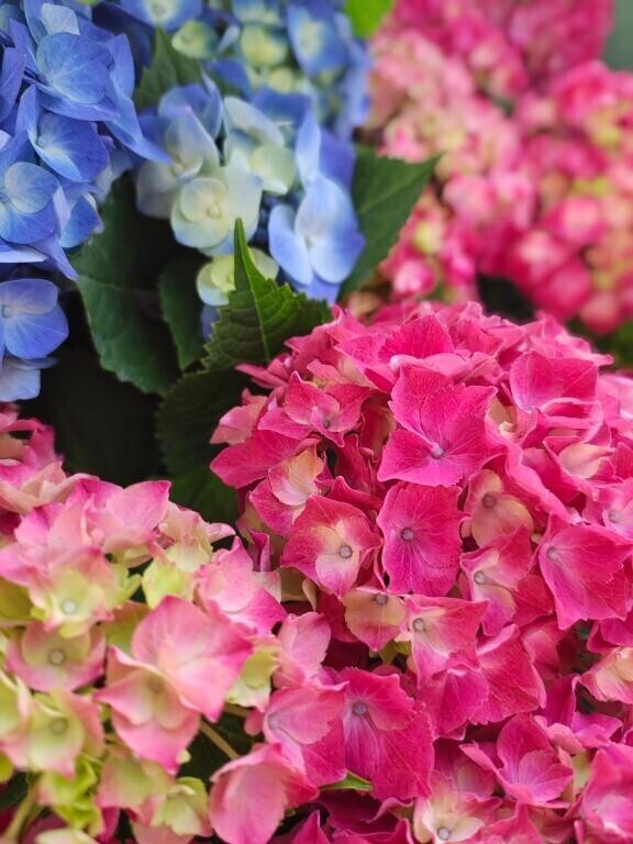 紫陽花