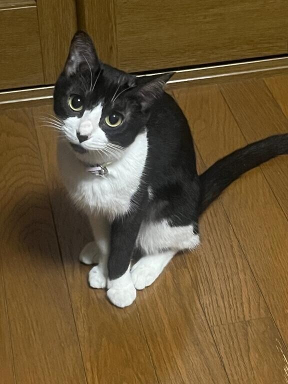 かわいい