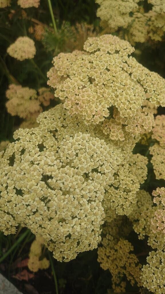 また明日♡
