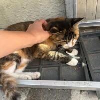れい