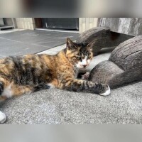 しろ