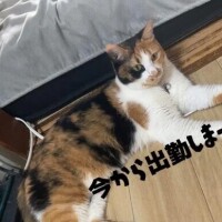 もみじ