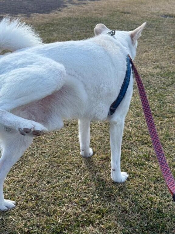 たまに(∪・ω･)ﾜﾝｯ