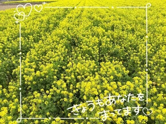 にゃんにゃんにゃんฅ^•ω•^ฅ