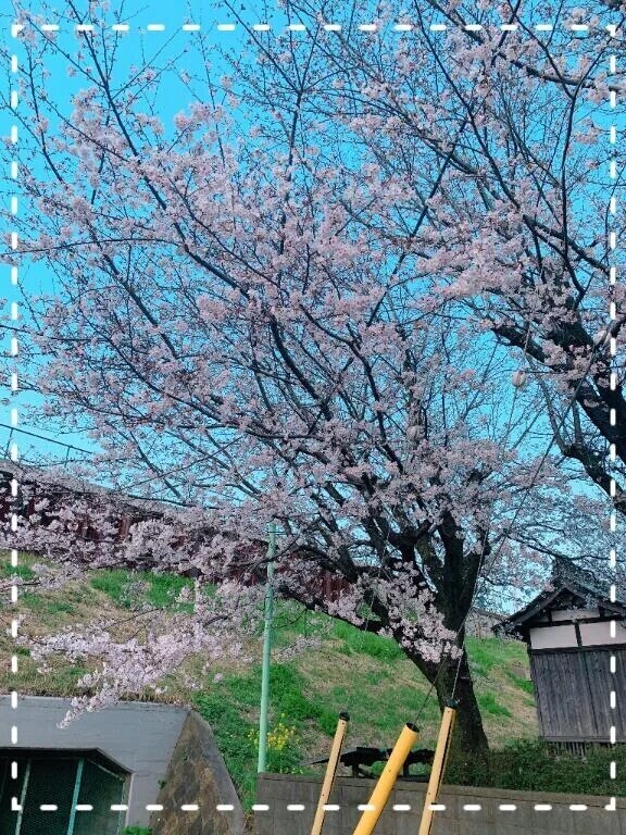 桜♪