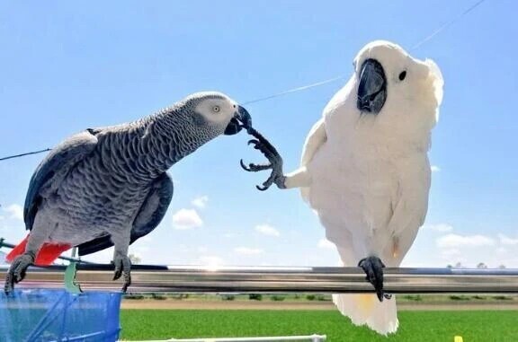 ありがとうございました