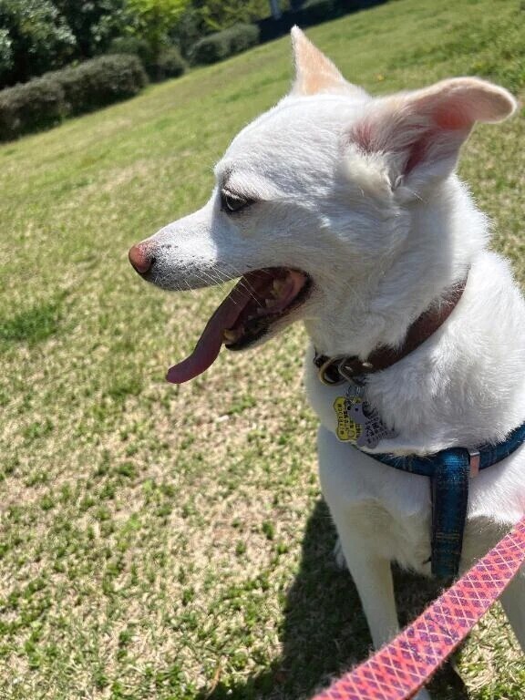 散歩🐶🚶‍♀️