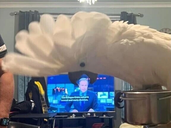 リード