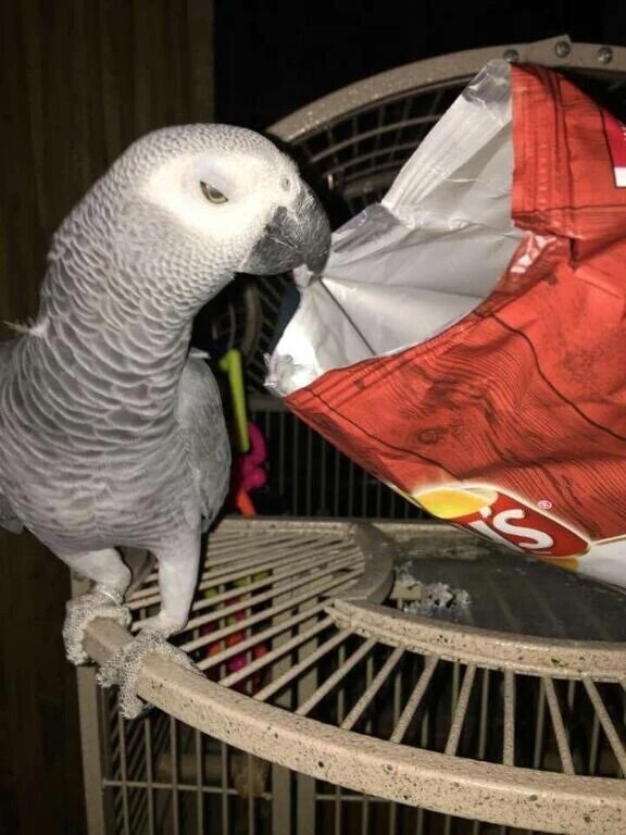 もし
