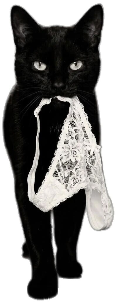 🐱