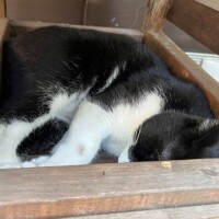 チャペルクリスマス180分のお兄さん💕