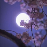 さくら
