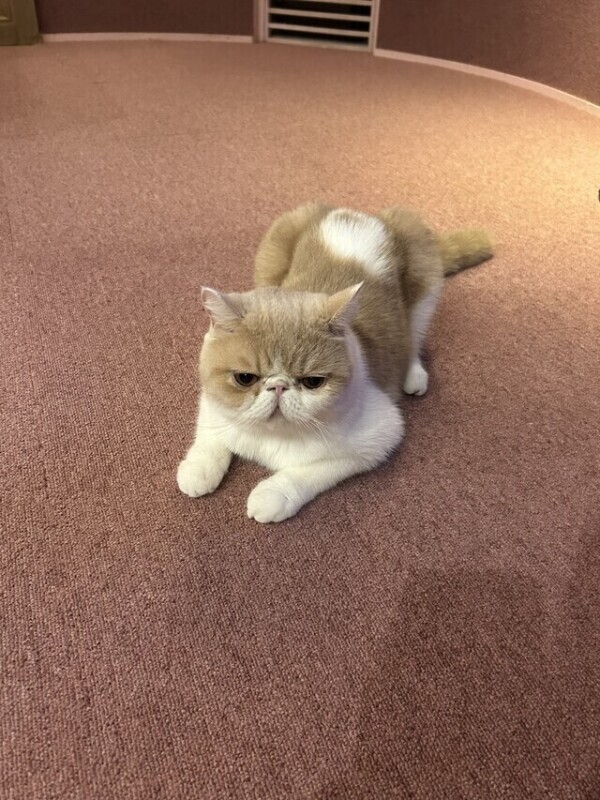 初めまして🐈🐾