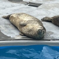 出勤伸ばします！